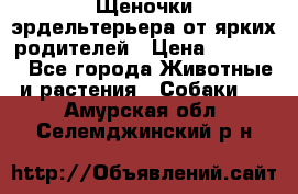 Щеночки эрдельтерьера от ярких родителей › Цена ­ 25 000 - Все города Животные и растения » Собаки   . Амурская обл.,Селемджинский р-н